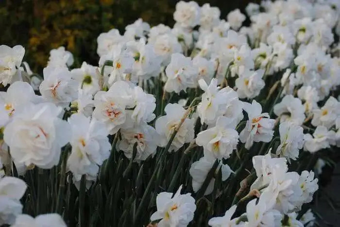 Daffodil Bulbs Acropolis ,Double-flowered white - Caribbean garden seed