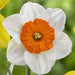Daffodil Bulbs ,Narcissus Barrett Browning, FALL PLANTING - Caribbean garden seed