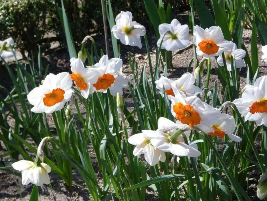 Daffodil Bulbs ,Narcissus Barrett Browning, FALL PLANTING - Caribbean garden seed