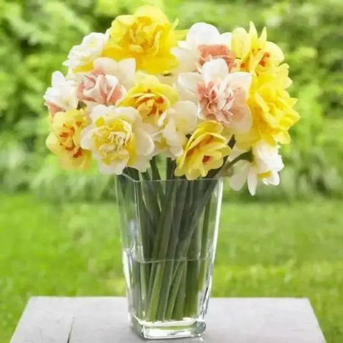 Daffodil Bulbs,Narcissus Double Mixed ! - Caribbean garden seed
