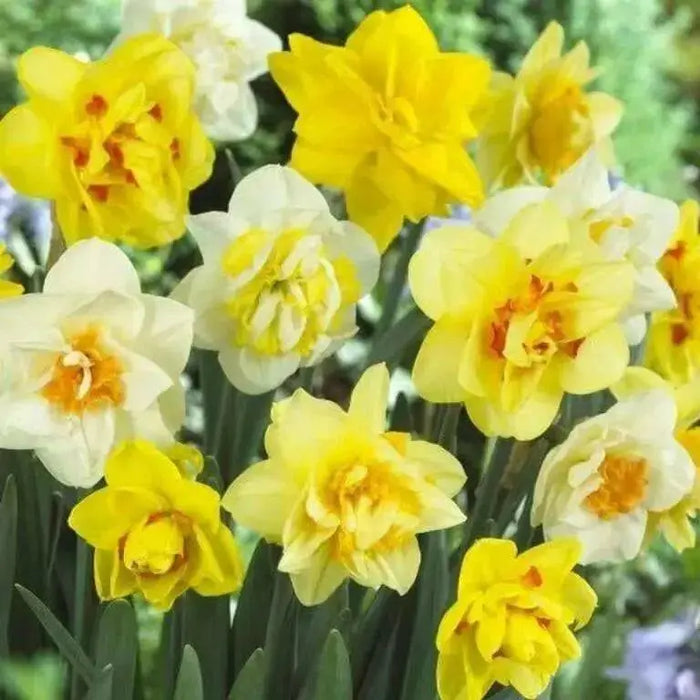 Daffodil Bulbs,Narcissus Double Mixed ! - Caribbean garden seed