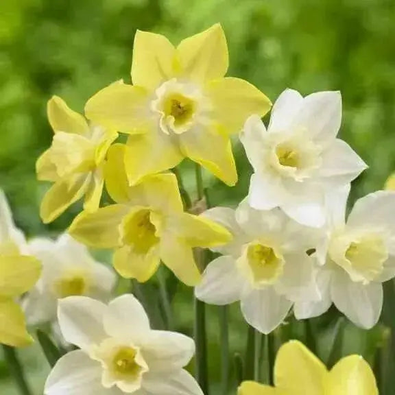 Daffodil Bulbs ,Narcissus Pipit, award-winning , - Caribbean garden seed