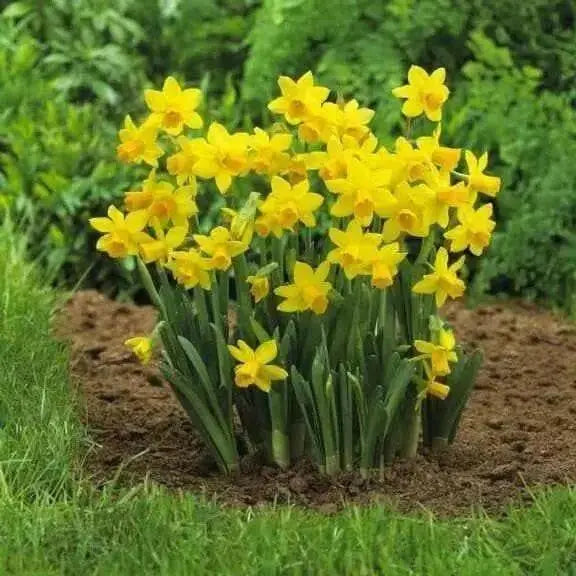 Daffodil Bulbs ,Narcissus Baby Boomer,Compact - Caribbean garden seed