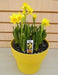 Daffodil Bulbs ,Narcissus Baby Boomer,Compact - Caribbean garden seed