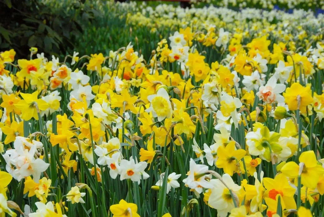 Daffodil BULBS MIXTURE,Deer resistant perennials~ Fall Planting - Caribbean garden seed