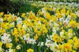 Daffodil BULBS MIXTURE,Deer resistant perennials~ Fall Planting - Caribbean garden seed