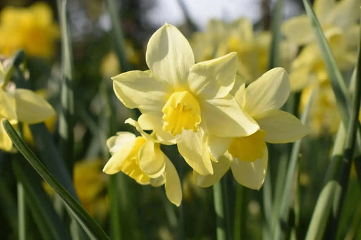 DAFFODIL BULBS, Narcissus Verdin , FALL PLANTING - Scented Daffodils - Caribbean garden seed