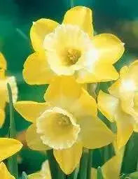 DAFFODIL BULBS, Narcissus Verdin , FALL PLANTING - Scented Daffodils - Caribbean garden seed