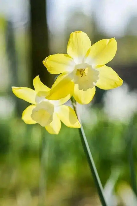 DAFFODIL BULBS, Narcissus Verdin , FALL PLANTING - Scented Daffodils - Caribbean garden seed