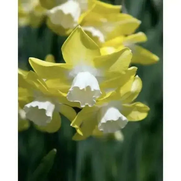 DAFFODIL BULBS, Narcissus Verdin , FALL PLANTING - Scented Daffodils - Caribbean garden seed
