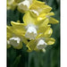 DAFFODIL BULBS, Narcissus Verdin , FALL PLANTING - Scented Daffodils - Caribbean garden seed