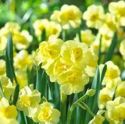 Daffodil Bunch Flowering 'Regeneration" - Caribbean garden seed