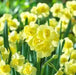 Daffodil Bunch Flowering 'Regeneration" - Caribbean garden seed