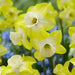 Daffodil Bunch Flowering 'Regeneration" - Caribbean garden seed