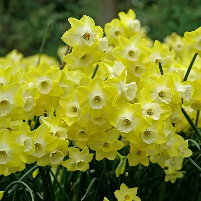 Daffodil Bunch Flowering 'Regeneration" - Caribbean garden seed