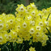 Daffodil Bunch Flowering 'Regeneration" - Caribbean garden seed