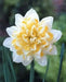 Daffodil Double Star  , Bulbs size 14/16 cm - Caribbean garden seed