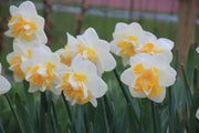 Daffodil Double Star  , Bulbs size 14/16 cm - Caribbean garden seed