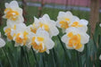 Daffodil Double Star  , Bulbs size 14/16 cm - Caribbean garden seed