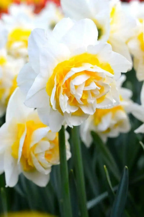 Daffodil Double Star  , Bulbs size 14/16 cm - Caribbean garden seed