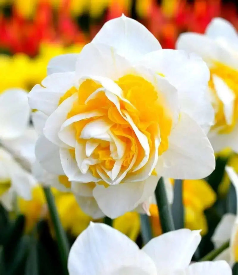 Daffodil Double Star  , Bulbs size 14/16 cm - Caribbean garden seed