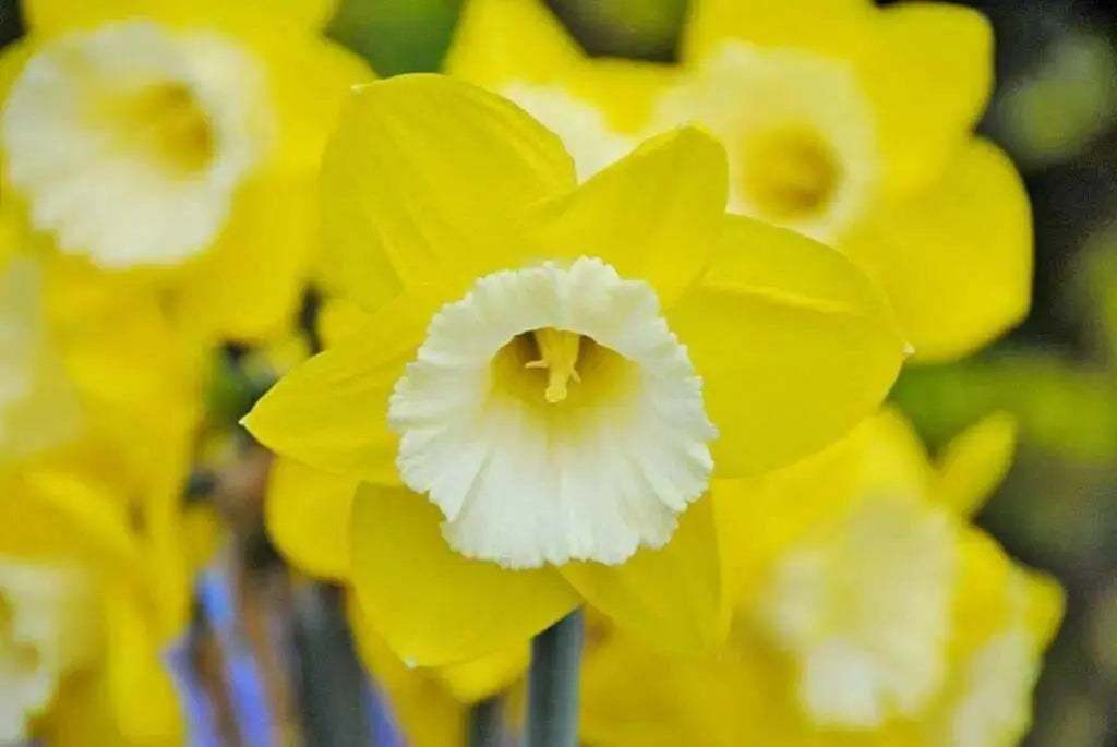 Daffodil Green Garden, Flowers bulb, midseason. - Caribbean garden seed
