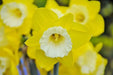 Daffodil Green Garden, Flowers bulb, midseason. - Caribbean garden seed
