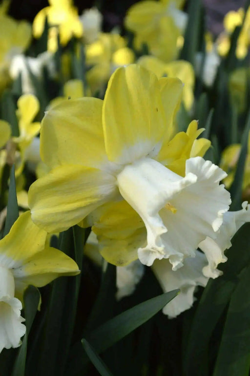 Daffodil Green Garden, Flowers bulb, midseason. - Caribbean garden seed