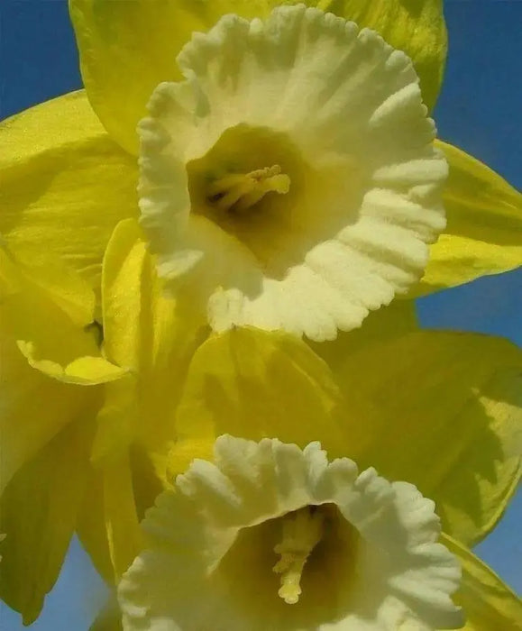 Daffodil Green Garden, Flowers bulb, midseason. - Caribbean garden seed