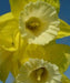 Daffodil Green Garden, Flowers bulb, midseason. - Caribbean garden seed