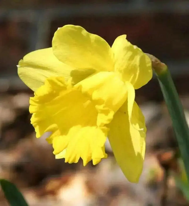 Daffodil Bulbs ,Trumpet yellow,Fall Planting - Caribbean garden seed
