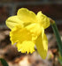 Daffodil Bulbs ,Trumpet yellow,Fall Planting - Caribbean garden seed