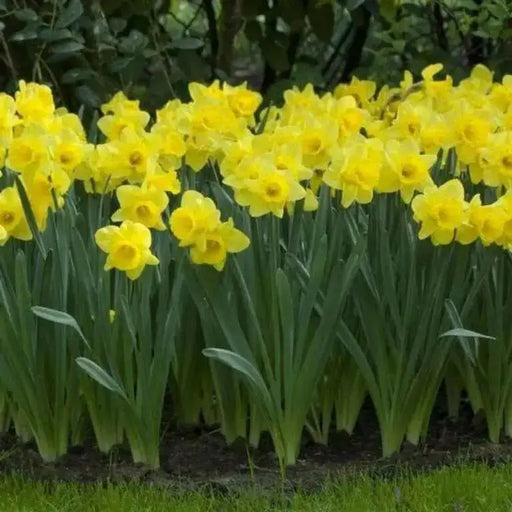 Daffodil Bulbs ,Trumpet yellow,Fall Planting - Caribbean garden seed