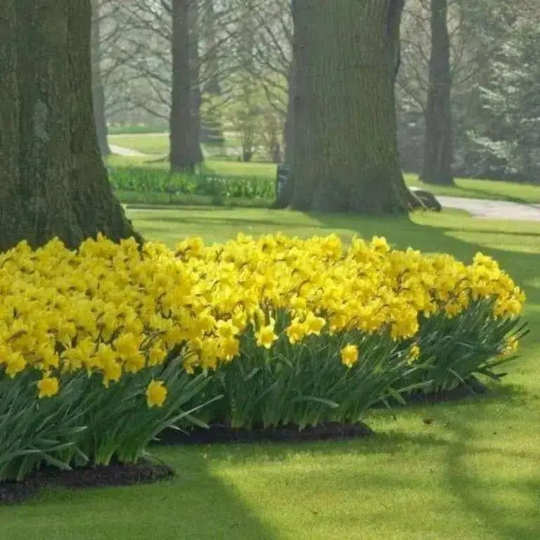 Daffodil Bulbs ,Trumpet yellow,Fall Planting - Caribbean garden seed