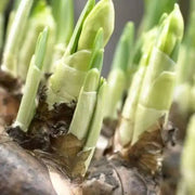 Daffodil Bulbs ,Trumpet yellow,Fall Planting - Caribbean garden seed