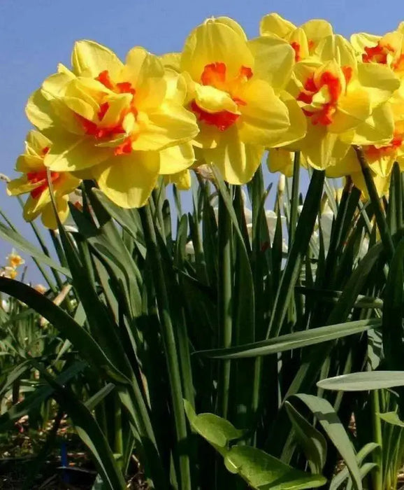 Daffodil Bulbs ,Narcissus Tahiti, Perennial - Caribbean garden seed