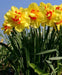 Daffodil Bulbs ,Narcissus Tahiti, Perennial - Caribbean garden seed