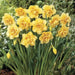 Daffodil Bulbs ,Narcissus Tahiti, Perennial - Caribbean garden seed