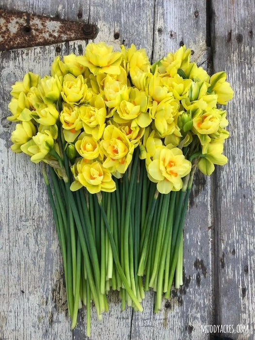 Daffodil Bulbs ,Narcissus Tahiti, Perennial - Caribbean garden seed