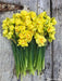 Daffodil Bulbs ,Narcissus Tahiti, Perennial - Caribbean garden seed