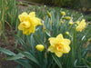 Daffodil Bulbs ,Narcissus Tahiti, Perennial - Caribbean garden seed