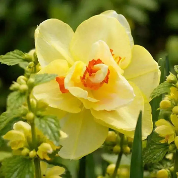 Daffodil Bulbs ,Narcissus Tahiti, Perennial - Caribbean garden seed
