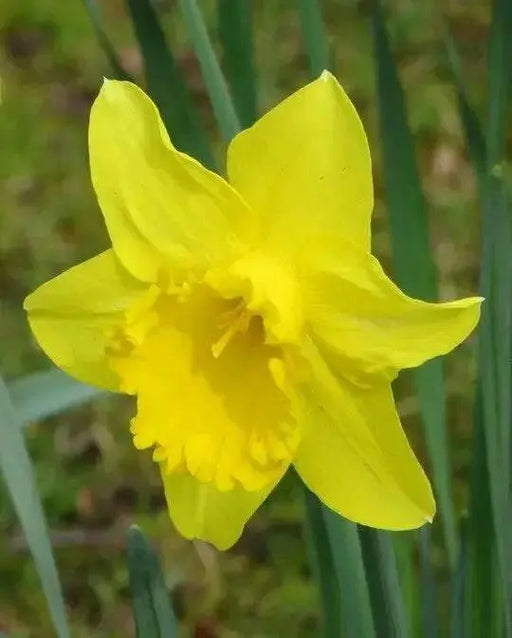 Daffodil Large Cupped 'Narcissus Adventure' , Bulbs size 15/17 cm - Caribbean garden seed