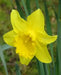 Daffodil Large Cupped 'Narcissus Adventure' , Bulbs size 15/17 cm - Caribbean garden seed