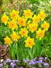 Daffodil Large Cupped 'Narcissus Adventure' , Bulbs size 15/17 cm - Caribbean garden seed