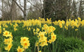 Daffodil Large Cupped 'Narcissus Adventure' , Bulbs size 15/17 cm - Caribbean garden seed