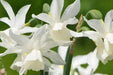 Daffodil Bulb- Thalia, WHITE Mini ,fall planting - Caribbean garden seed