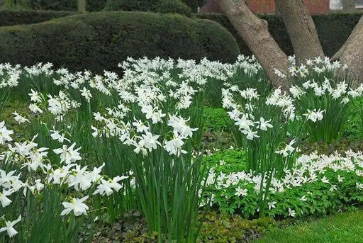 Daffodil Bulb- Thalia, WHITE Mini ,fall planting - Caribbean garden seed