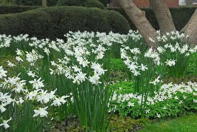 Daffodil Bulb- Thalia, WHITE Mini ,fall planting - Caribbean garden seed
