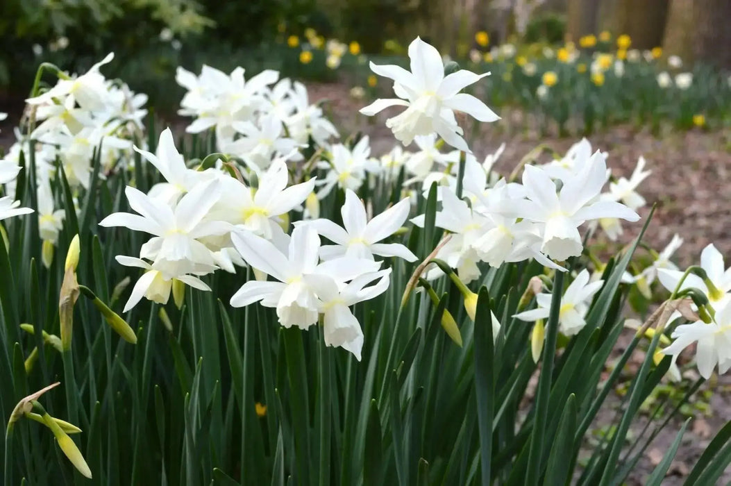 Daffodil Bulb- Thalia, WHITE Mini ,fall planting - Caribbean garden seed